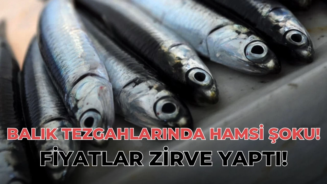 Balık Tezgahlarında Hamsi Şoku: Fiyatlar Zirve Yaptı!