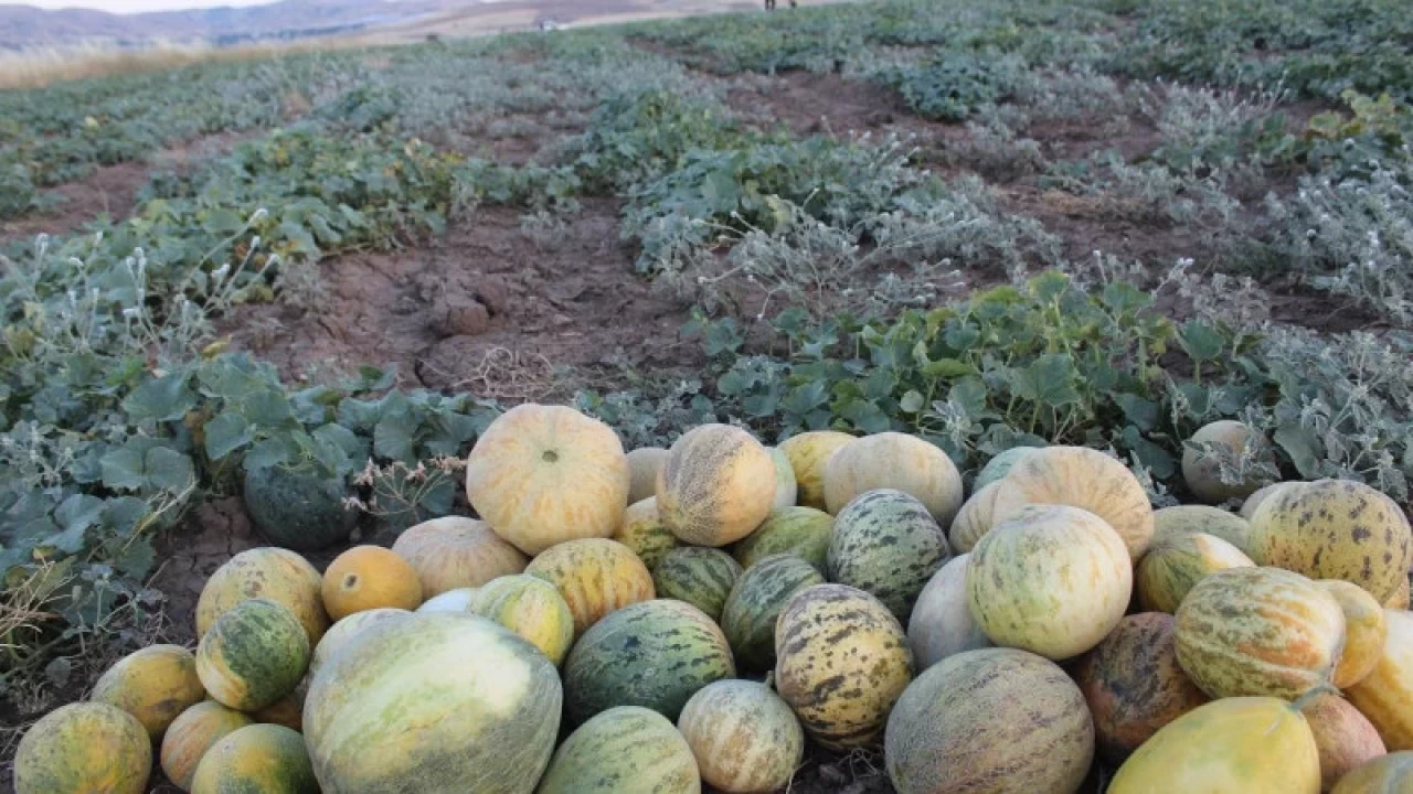 Sadece Elazığ'da Yetişiyor: Bu Kavunda Bir Sürü Vitamin ve Mineral Var!