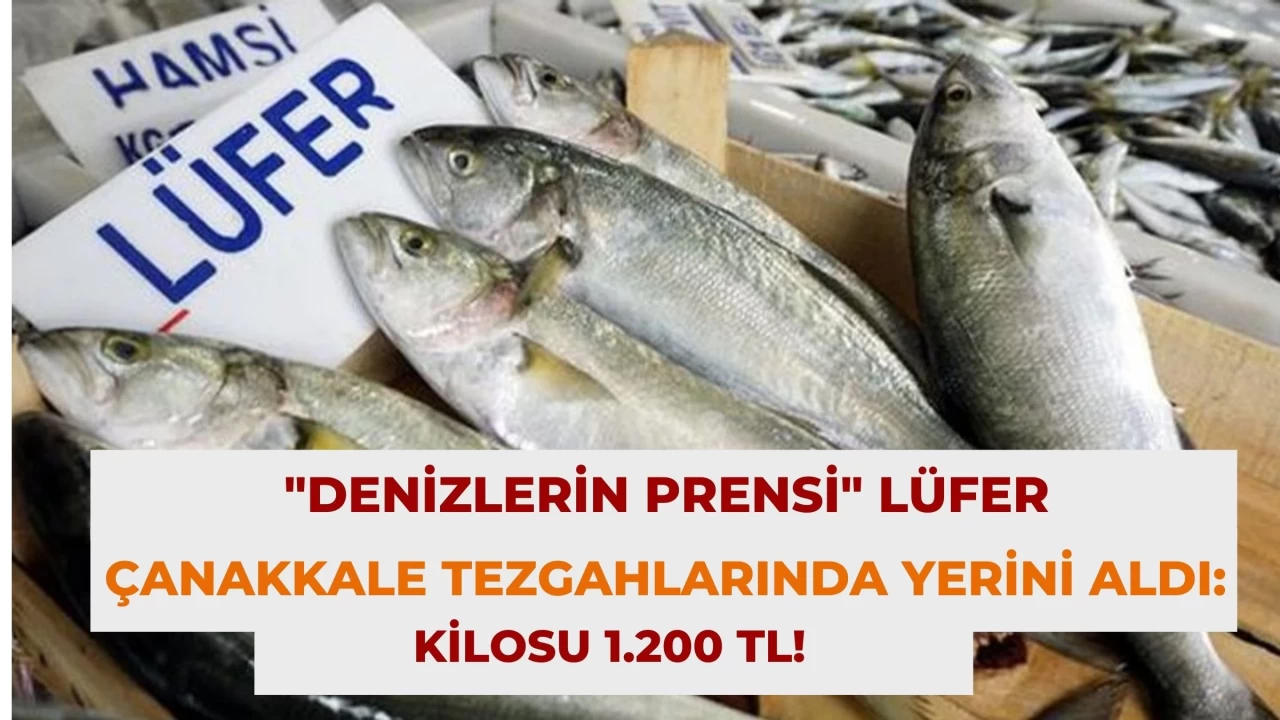 "Denizlerin Prensi" Lüfer, Çanakkale Tezgahlarında Yerini Aldı: Kilosu 1.200 TL!