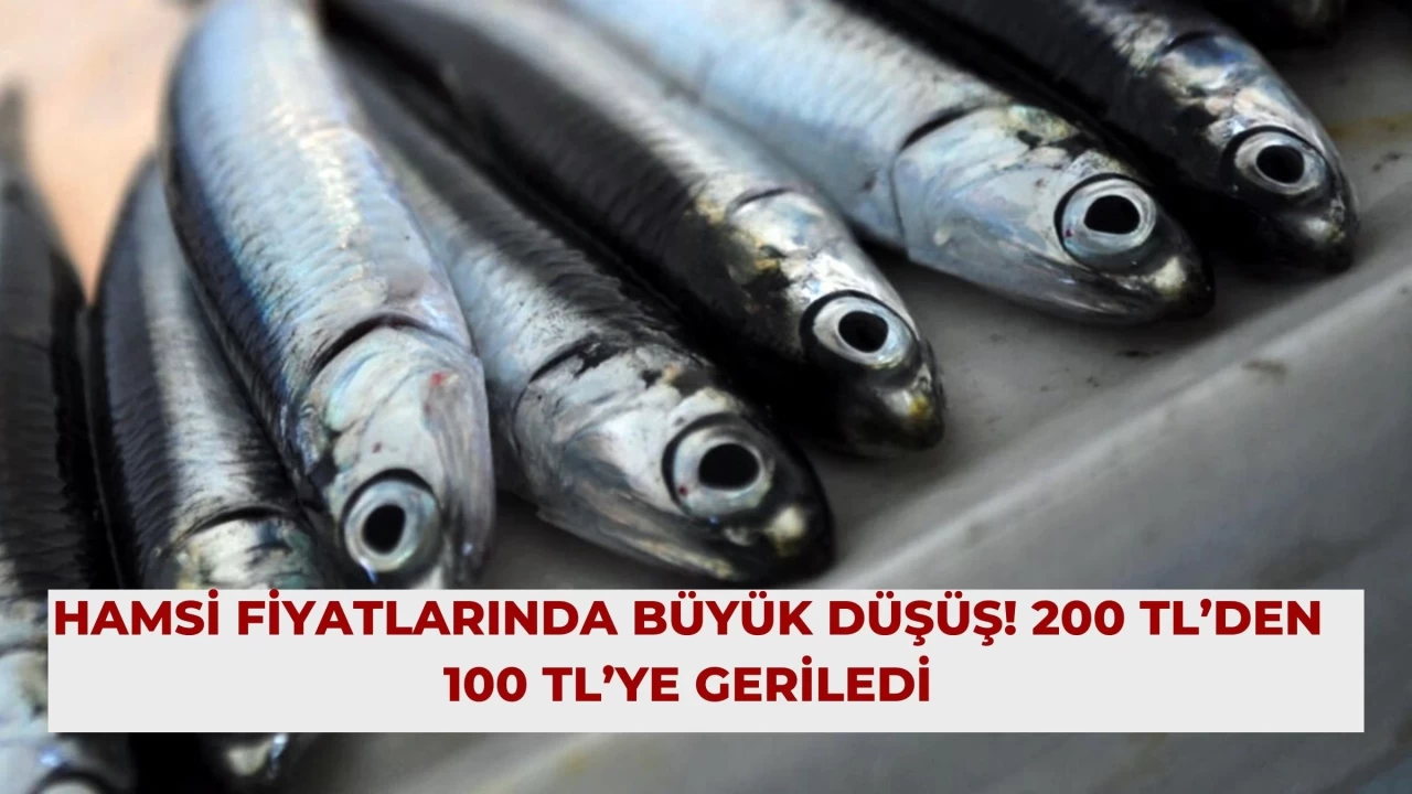 Hamsi Fiyatlarında Büyük Düşüş! 200 TL’den 100 TL’ye Geriledi