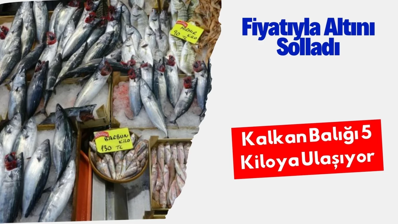 Fiyatıyla Altını Solladı: Kalkan Balığı 5 Kiloya Ulaşıyor