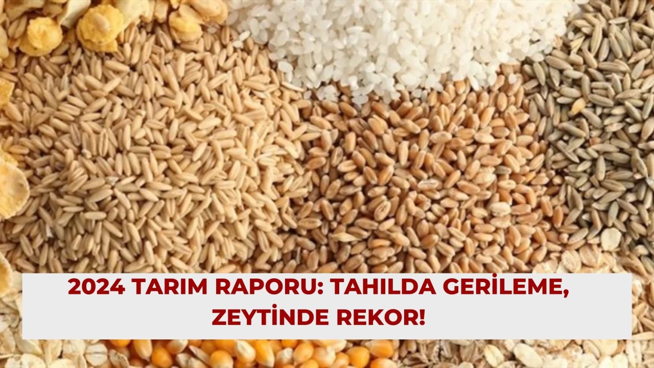 2024 Tarım Raporu: Tahılda Gerileme, Zeytinde Rekor!