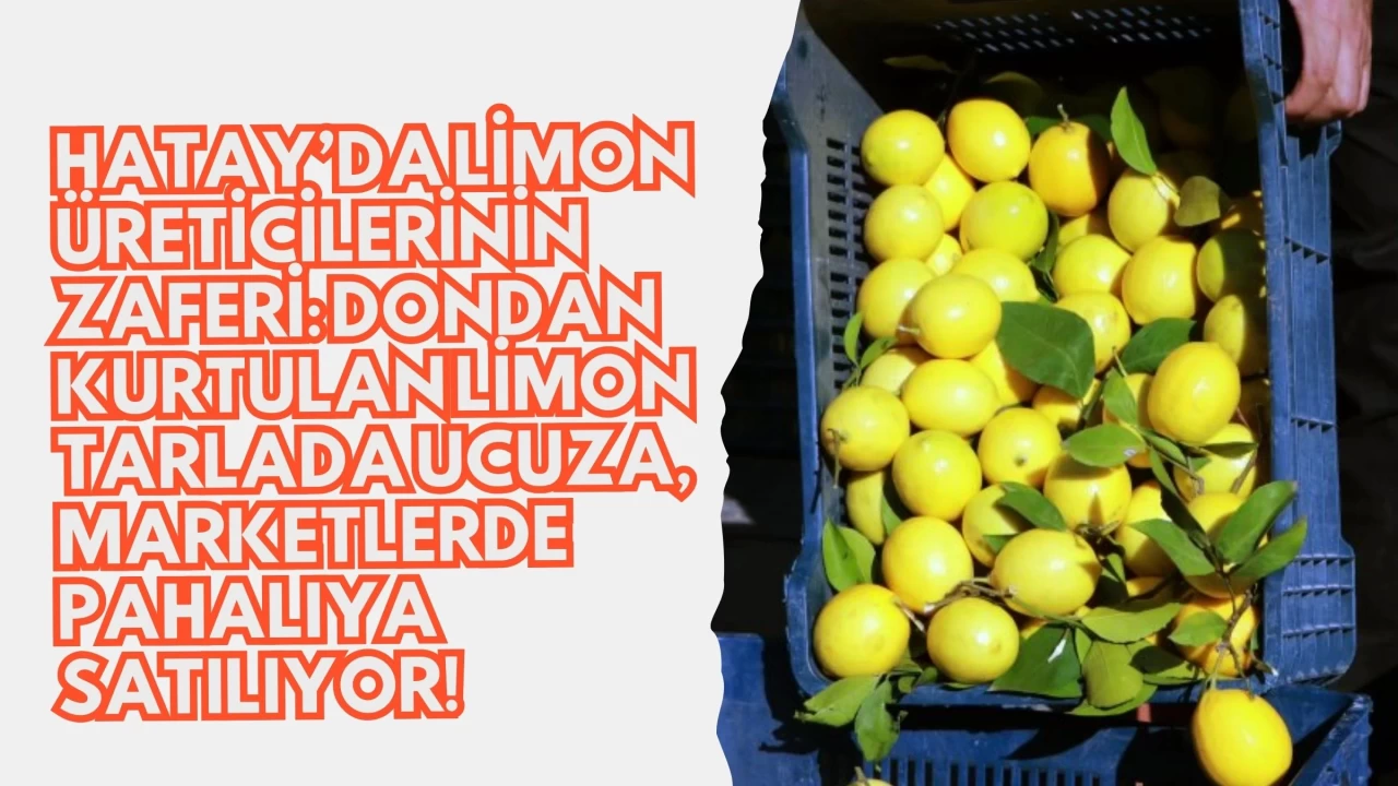 Hatay’da Limon Üreticilerinin Zaferi: Dondan Kurtulan Limon Tarlada Ucuza, Marketlerde Pahalıya Satılıyor!