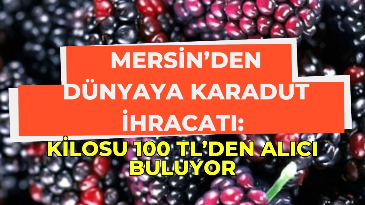 Mersin’den Dünyaya Karadut İhracatı: Kilosu 100 TL’den Alıcı Buluyor