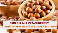 Fındığın Ana Vatanı Neresi? En İyi Fındık Hangi Bölgede Yetişiyor?