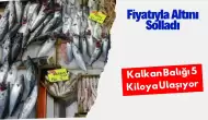 Fiyatıyla Altını Solladı: Kalkan Balığı 5 Kiloya Ulaşıyor