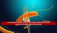 Salmonella Nedir ve Nasıl Bulaşır? İzmir’deki Trajik Olaydan Sonra Merak Edilenler