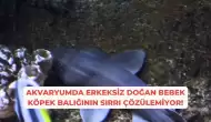 Akvaryumda Erkeksiz Doğan Bebek Köpek Balığının Sırrı Çözülemiyor!