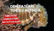 Denizatları Tehlike Altında: Türkiye’de Sadece 3 Türü Hayatta Kaldı!