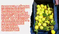 Hatay’da Limon Üreticilerinin Zaferi: Dondan Kurtulan Limon Tarlada Ucuza, Marketlerde Pahalıya Satılıyor!