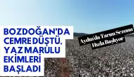 Bozdoğan’da Cemre Düştü, Yaz Marulu Ekimleri Başladı: Aydın'da Tarım Sezonu Hızla Başlıyor