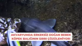 Akvaryumda Erkeksiz Doğan Bebek Köpek Balığının Sırrı Çözülemiyor!