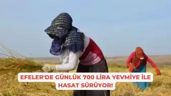 Efeler'de Günlük 700 Lira Yevmiye ile Hasat Sürüyor!