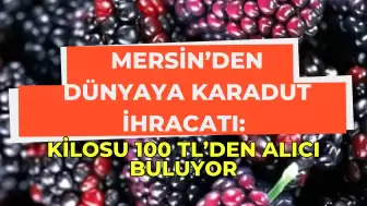 Mersin’den Dünyaya Karadut İhracatı: Kilosu 100 TL’den Alıcı Buluyor