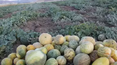 Sadece Elazığ'da Yetişiyor: Bu Kavunda Bir Sürü Vitamin ve Mineral Var!