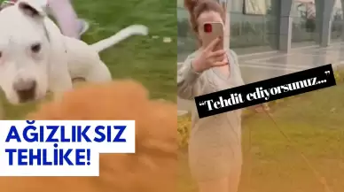 Yasaklı Cins Köpek Sahibinden Şaşırtan Savunma!