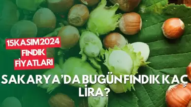 15 Kasım 2024 Fındık Fiyatları: Sakarya’da Bugün Fındık Kaç Lira?