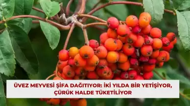 Üvez Meyvesi Şifa Dağıtıyor: İki Yılda Bir Yetişiyor, Çürük Halde Tüketiliyor