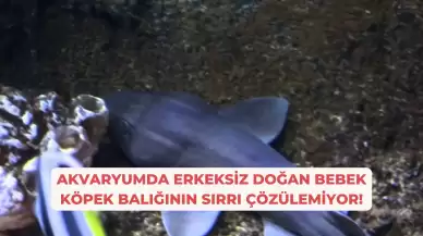 Akvaryumda Erkeksiz Doğan Bebek Köpek Balığının Sırrı Çözülemiyor!