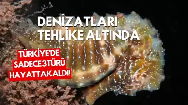 Denizatları Tehlike Altında: Türkiye’de Sadece 3 Türü Hayatta Kaldı!