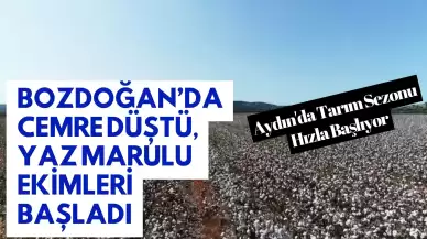 Bozdoğan’da Cemre Düştü, Yaz Marulu Ekimleri Başladı: Aydın'da Tarım Sezonu Hızla Başlıyor