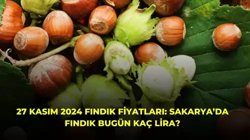 27 Kasım 2024 Fındık Fiyatları: Sakarya’da Fındık Bugün Kaç Lira?