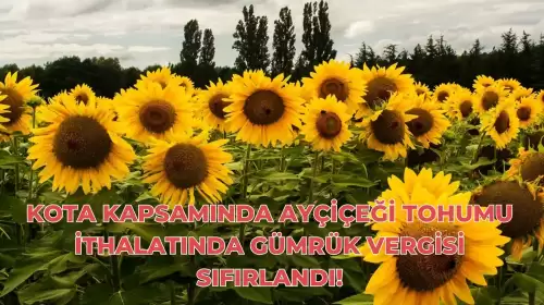 Kota Kapsamında Ayçiçeği Tohumu İthalatında Gümrük Vergisi Sıfırlandı!