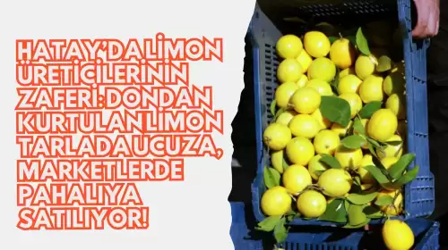 Hatay’da Limon Üreticilerinin Zaferi: Dondan Kurtulan Limon Tarlada Ucuza, Marketlerde Pahalıya Satılıyor!