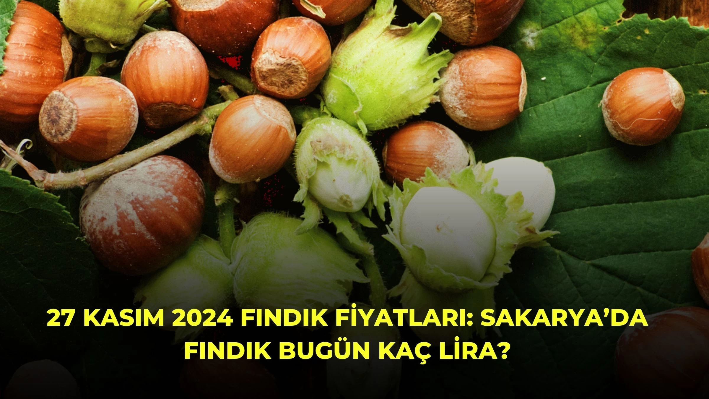 27 Kasım 2024 Fındık Fiyatları: Sakarya’da Fındık Bugün Kaç Lira?