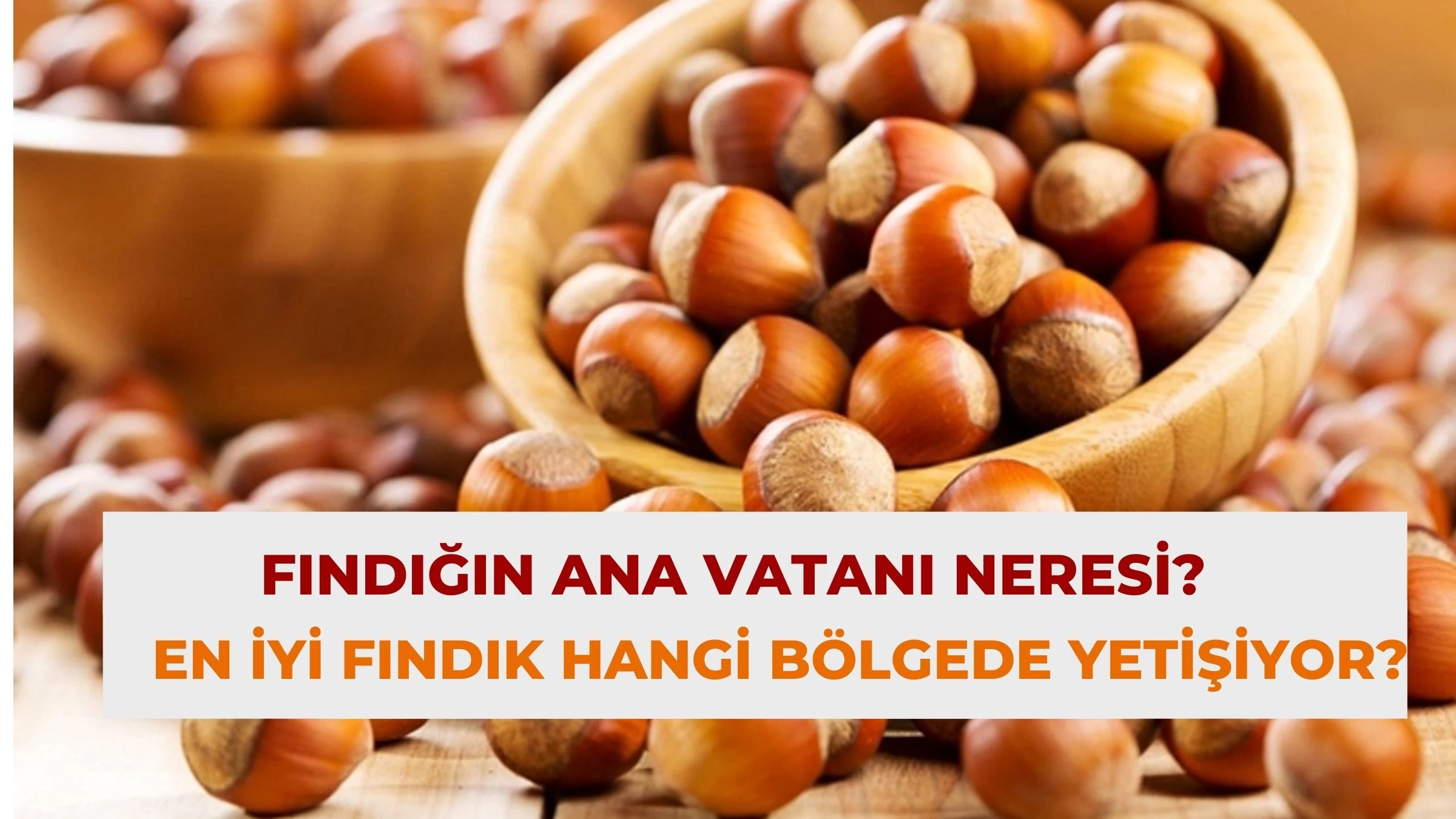 Fındığın Ana Vatanı Neresi? En İyi Fındık Hangi Bölgede Yetişiyor?