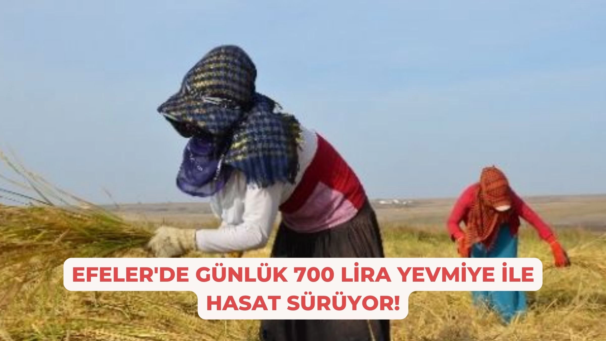 Efeler'de Günlük 700 Lira Yevmiye ile Hasat Sürüyor!