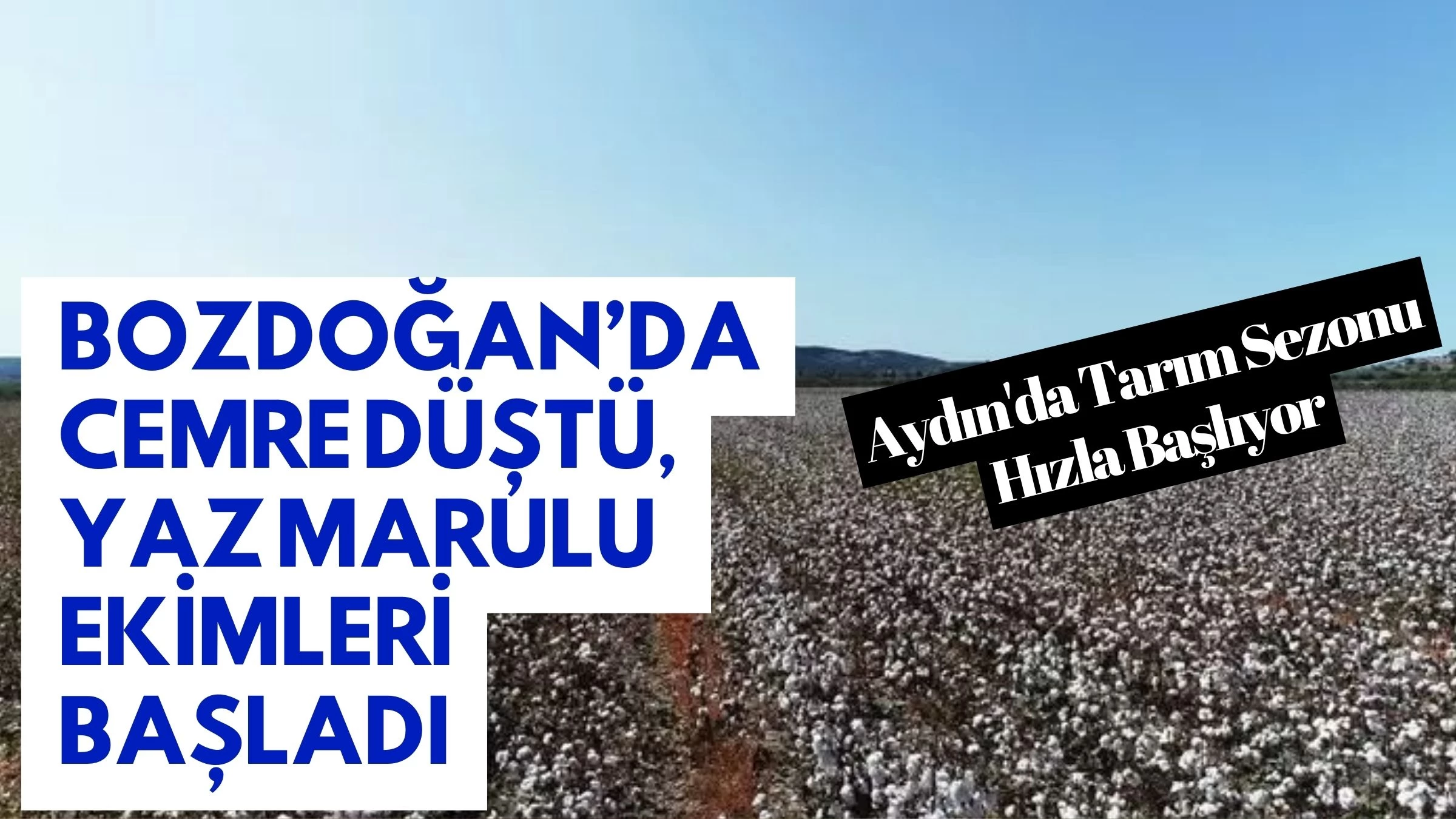 Bozdoğan’da Cemre Düştü, Yaz Marulu Ekimleri Başladı: Aydın'da Tarım Sezonu Hızla Başlıyor